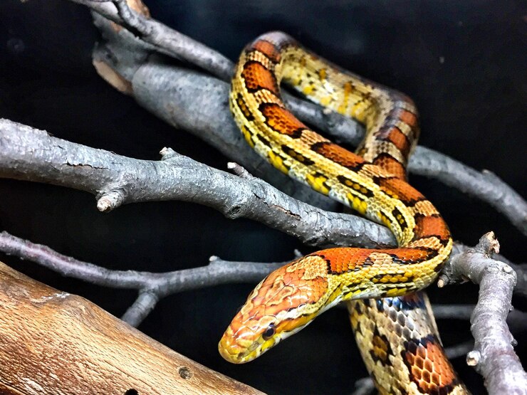 Foto primer plano de una serpiente en el tronco de un árbol