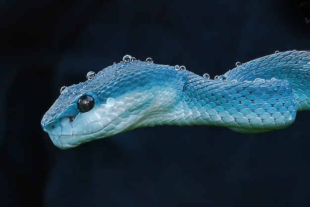 Primer plano de una serpiente turquesa húmeda al aire libre