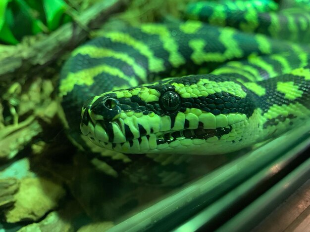 Primer plano de la serpiente verde