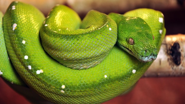 Primer plano de la serpiente verde