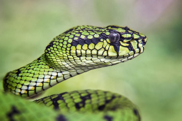 Primer plano de la serpiente verde