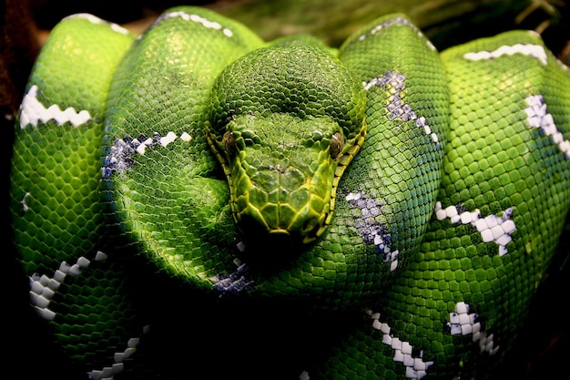 Foto primer plano de la serpiente verde