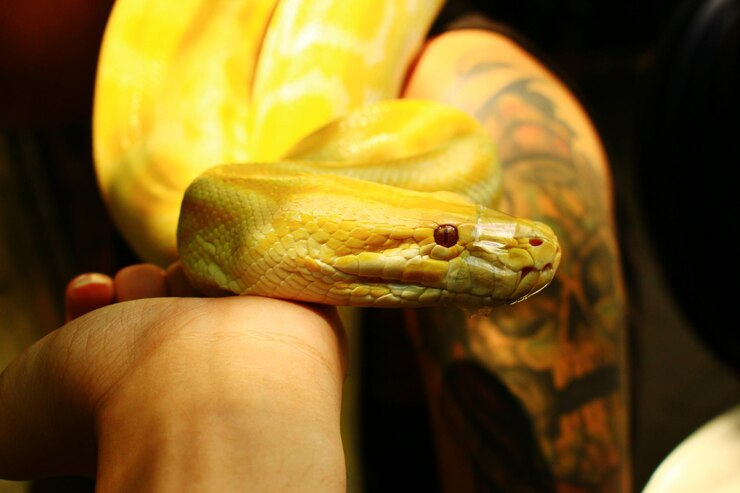 Foto primer plano de una serpiente en el zoológico