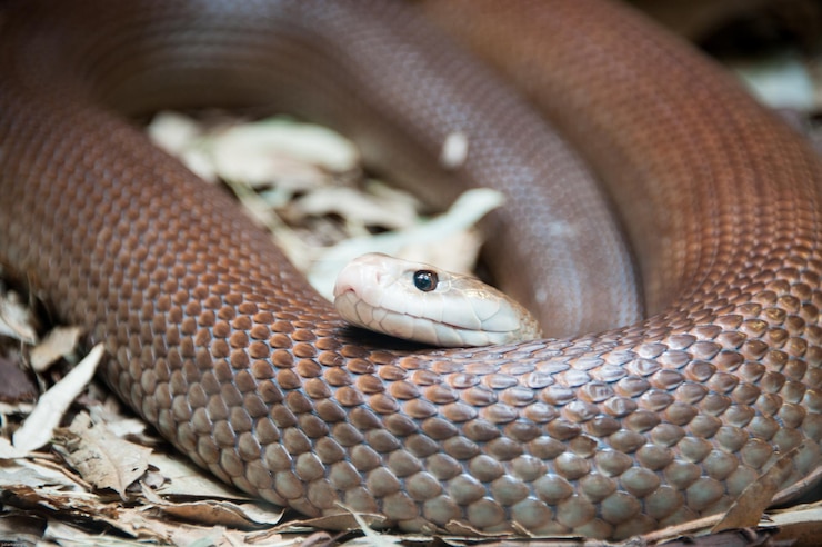 Foto primer plano de una serpiente