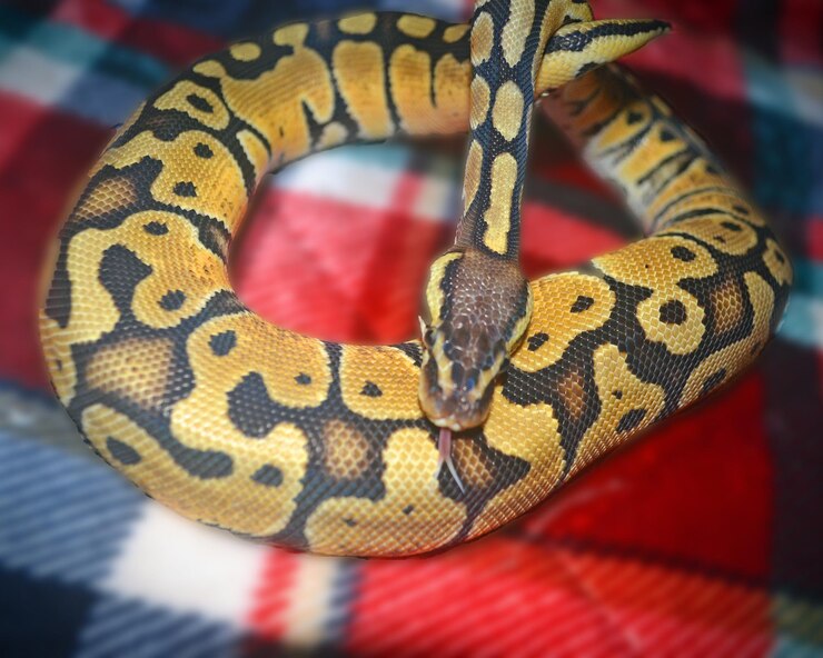 Foto primer plano de una serpiente