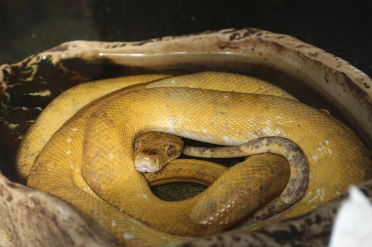 Foto primer plano de una serpiente
