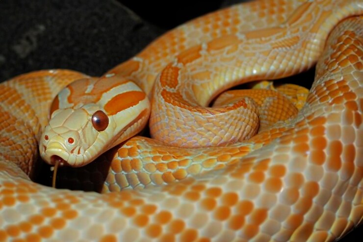 Foto primer plano de una serpiente
