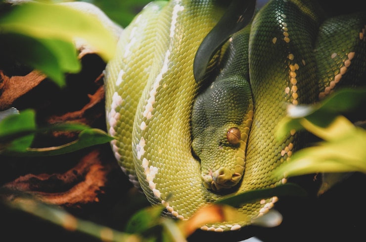 Foto primer plano de una serpiente