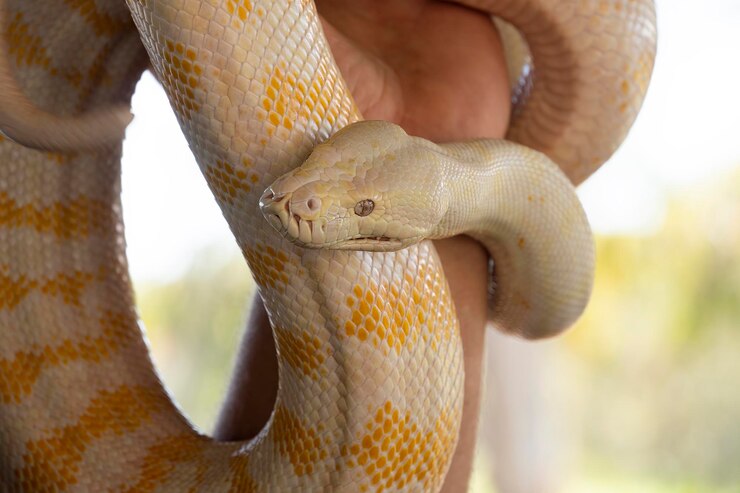 Foto primer plano de una serpiente