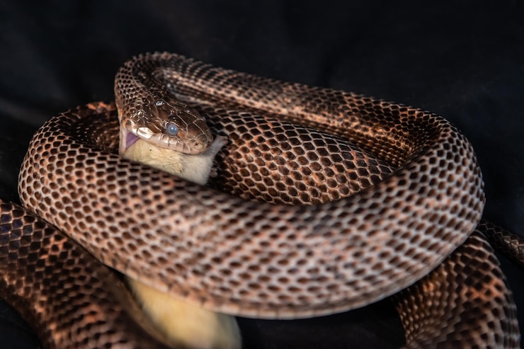 Foto primer plano de una serpiente