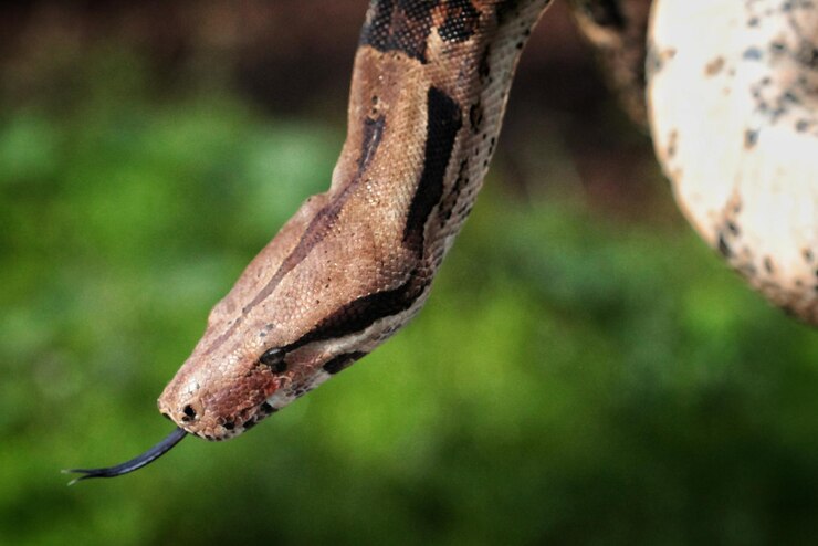 Foto primer plano de una serpiente