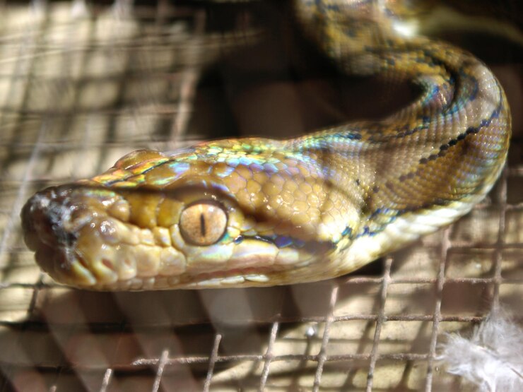 Foto un primer plano de una serpiente