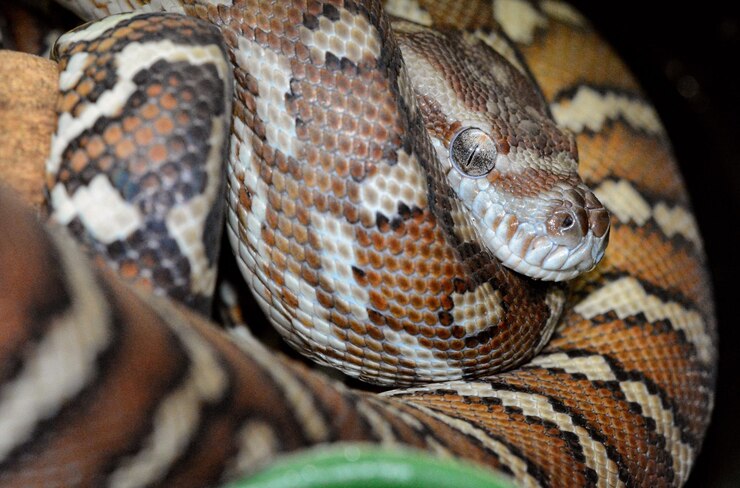 Foto primer plano de una serpiente
