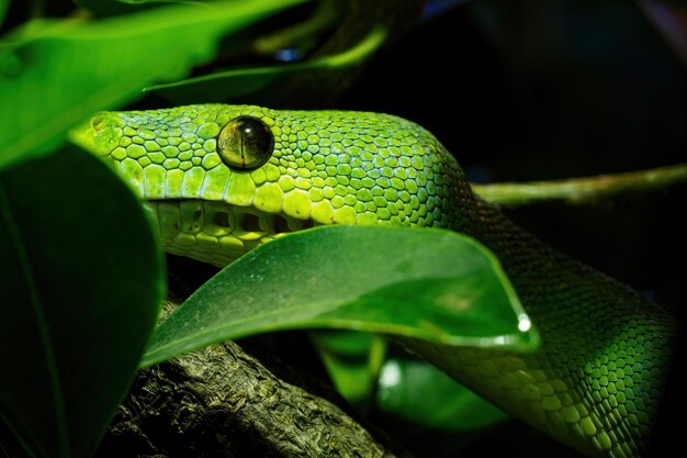 Foto primer plano de una serpiente