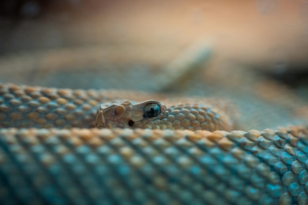 Primer plano de una serpiente