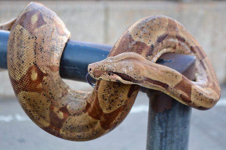 Foto primer plano de una serpiente