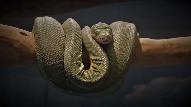 Foto primer plano de una serpiente