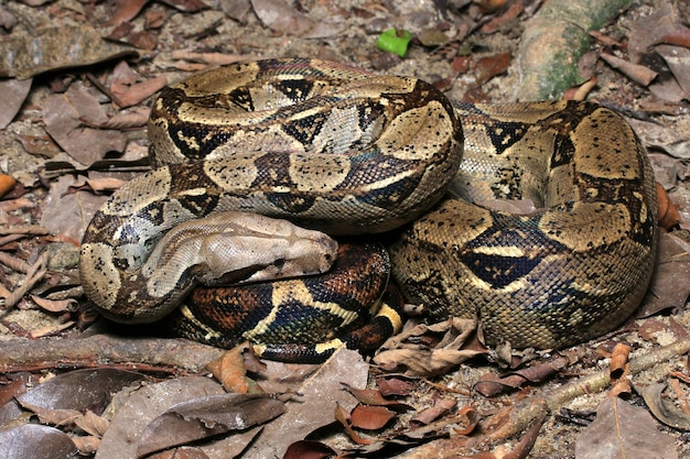 Primer plano de una serpiente