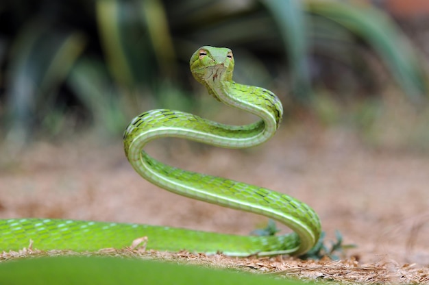 Primer plano de una serpiente