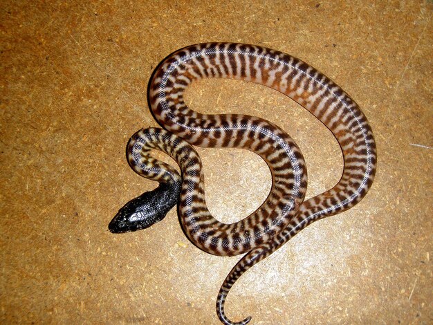 Foto primer plano de una serpiente