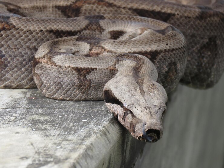 Foto primer plano de una serpiente