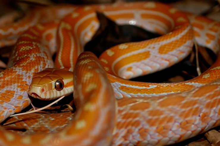 Foto primer plano de una serpiente