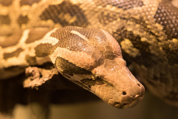 Foto primer plano de una serpiente