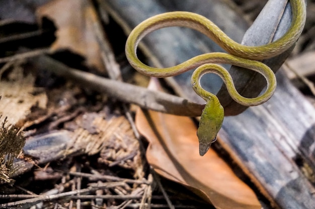 Foto primer plano de las serpientes con la cabeza en el campo