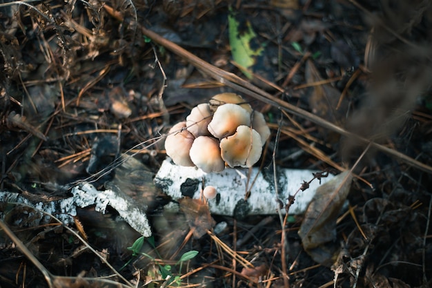 Primer plano de setas en el bosque de otoño en la hierba