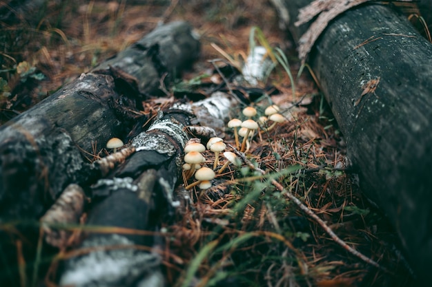 Primer plano de setas en el bosque de otoño en la hierba