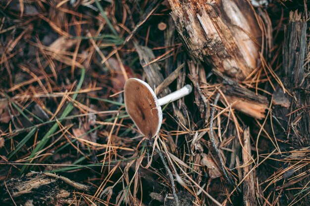 Primer plano de setas en el bosque de otoño en la hierba