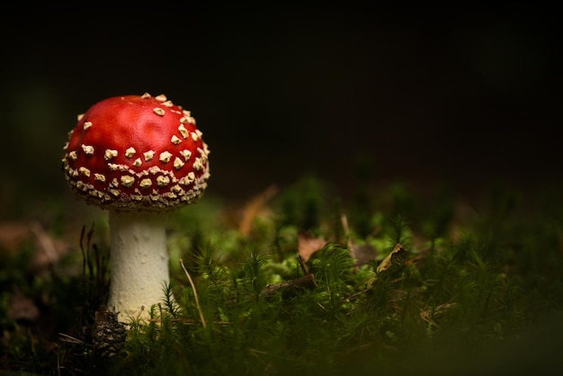 Primer plano de setas en el campo por la noche