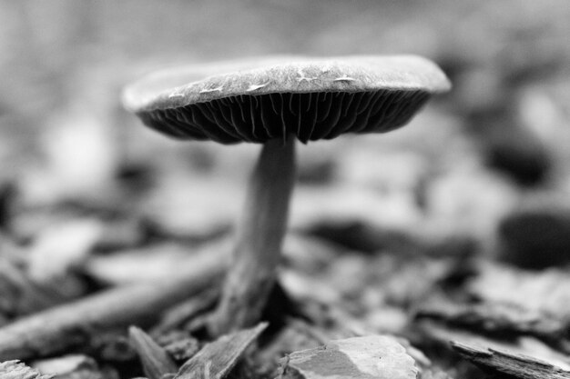 Foto primer plano de setas que crecen en el campo