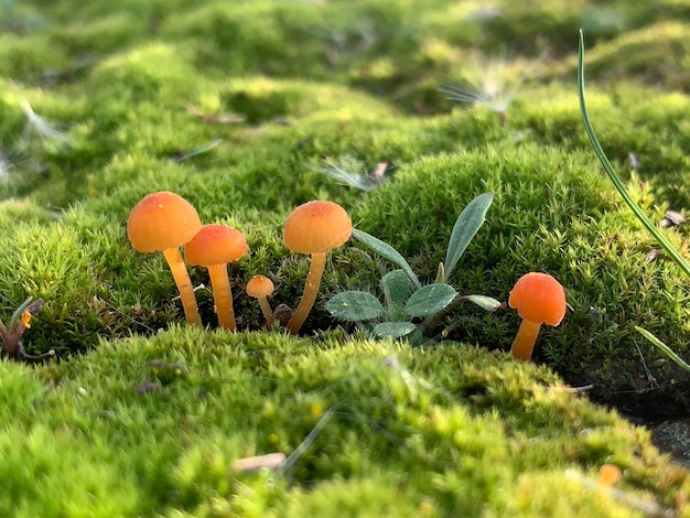 Foto primer plano de setas que crecen en el campo