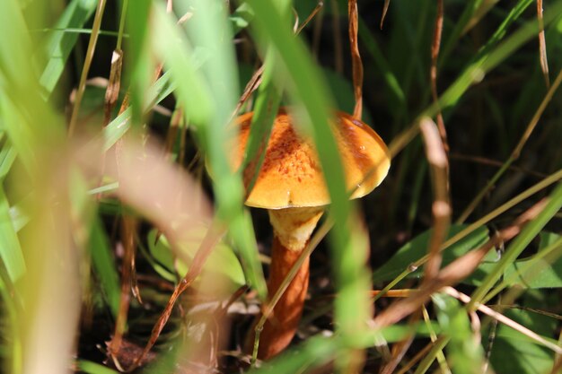 Foto primer plano de setas que crecen en el campo