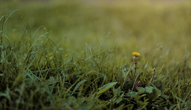 Foto primer plano de setas que crecen en el campo