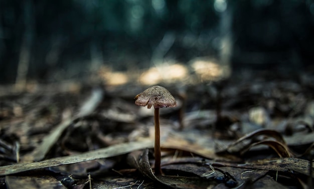 Foto primer plano de setas secas que crecen en el campo