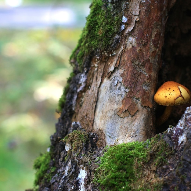 Foto primer plano de setas en el tronco del árbol