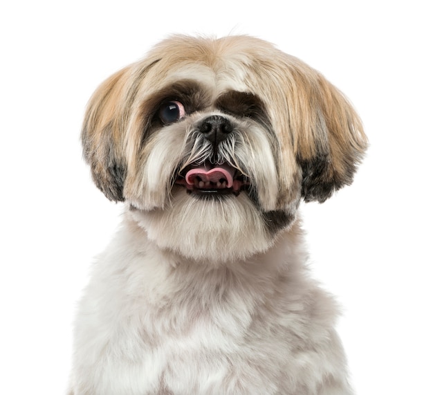 Primer plano de un Shih Tzu aislado en blanco