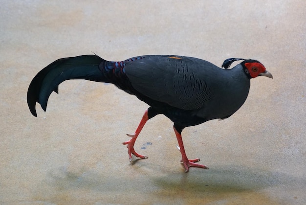 Foto un primer plano de un siamés caminando por el suelo