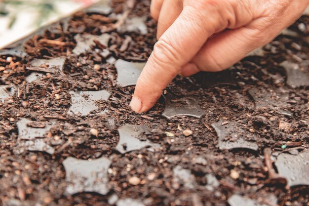 Foto primer plano de la siembra de semillas de cáñamo con el dedo en la bandeja de plántulas
