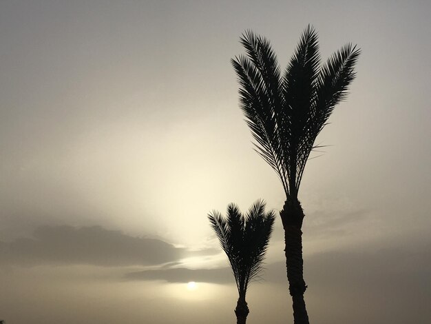 Primer plano de la silueta de una palmera contra el cielo durante la puesta de sol