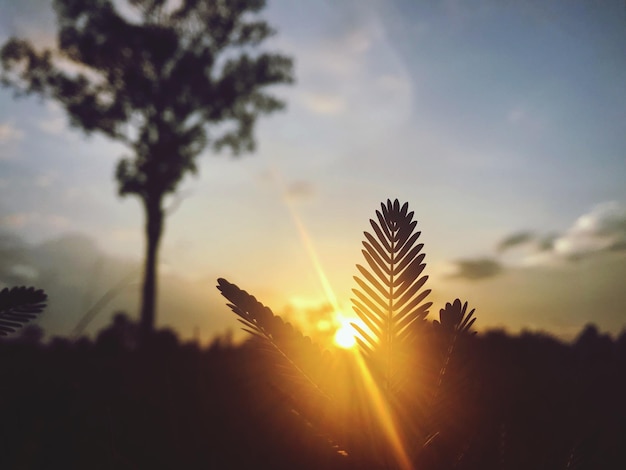 Foto primer plano de la silueta de la planta contra el cielo al atardecer