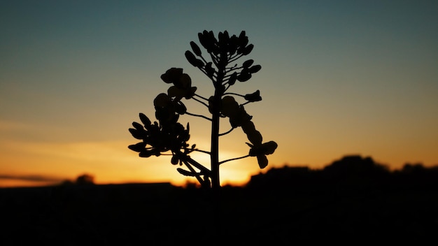 Foto primer plano de la silueta de la planta contra el cielo al atardecer