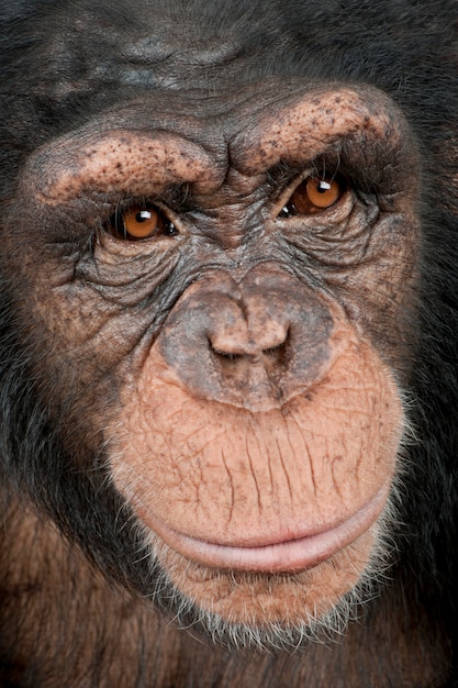 Foto primer plano sobre la cabeza de un joven chimpancé - simia trogloditas en un blanco aislado