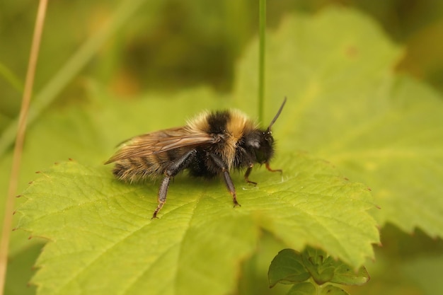 Primer plano sobre un campo macho cuco bumnble-bee Bombus campestris, sentado sobre una hoja verde