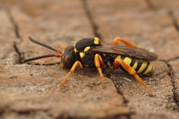 Primer plano sobre el colorido, cleptoparásito blunthorn Nomad bee, No