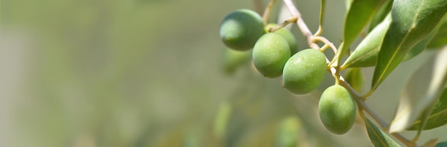 Foto primer plano sobre el cultivo de olivo fresco en una rama del árbol en vista panorámica