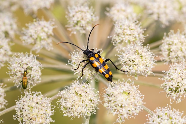 Primer plano sobre un escarabajo manchado de cuernos largos Leptura maculata sobre la flor blanca de una zanahoria silvestre