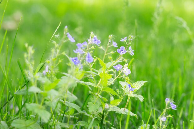 Primer plano sobre flores azules brillantes Veronica chamaedrys sobre fondo de hierba verde borroso Natural